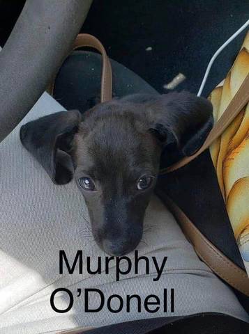Murphy O'Donnell, adopted