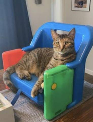 Jelly Bean, adopted