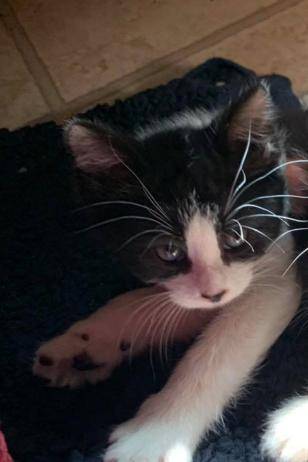 Banshee, adopted
