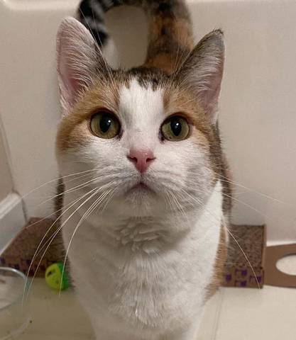 Autumn, adopted
