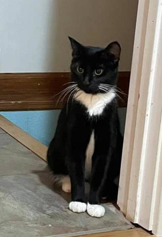 Scarlett, adopted