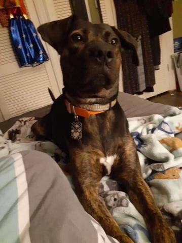 Timber, adopted