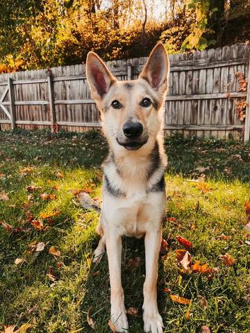 Nova, adopted