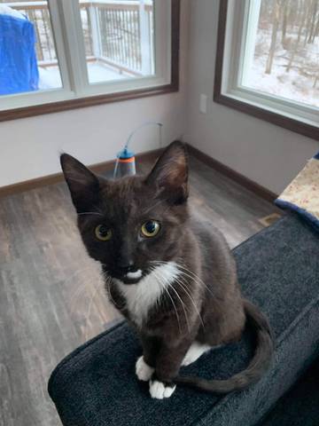 Sirius, adopted