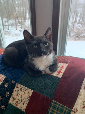 Remus, adopted