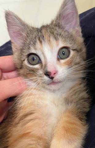 Oakley, adopted