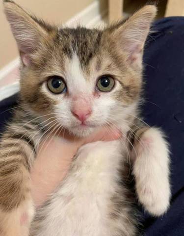 Charlie, adopted