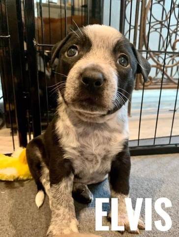 Elvis, adopted