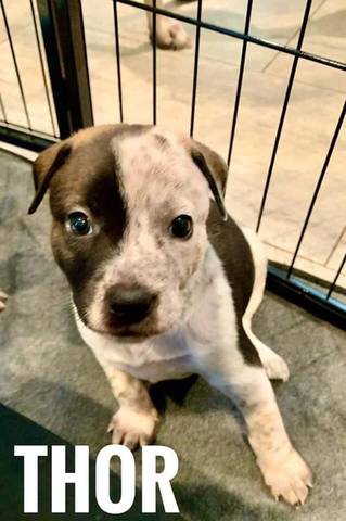 Thor, adopted