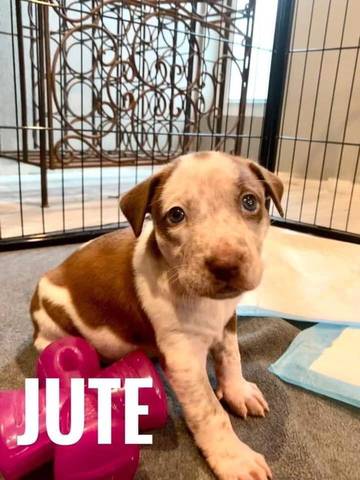 Jute, adopted