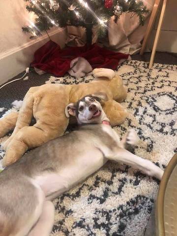 Coco, adopted