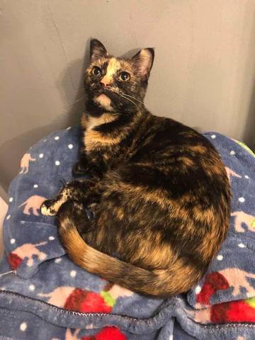 Millie, adopted