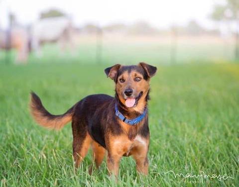 Buck, adopted
