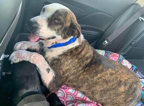 Lilly, adopted