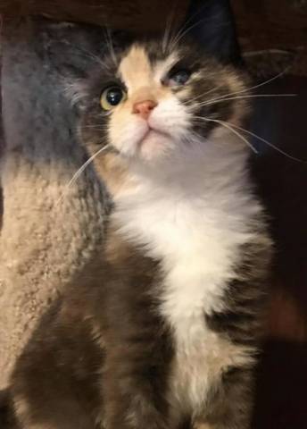 Koa, adopted