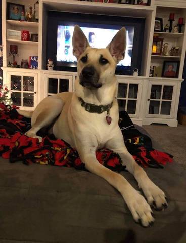 Bauer, adopted