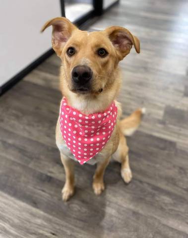 Piper Lou, adopted