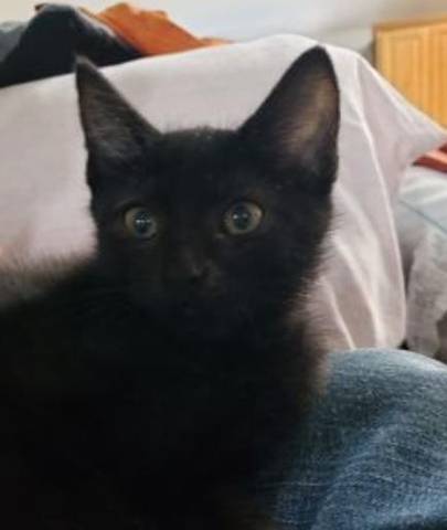 Inky, adopted
