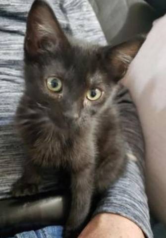 Ebony, adopted