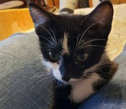Farley, adopted