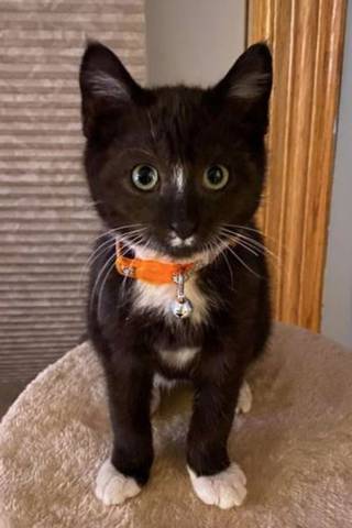 Binx, adopted