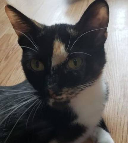 Kinsley, adopted