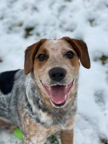 Cain, adopted