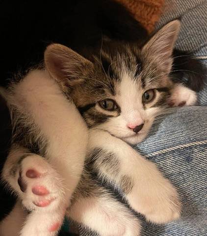 Lucy, adopted