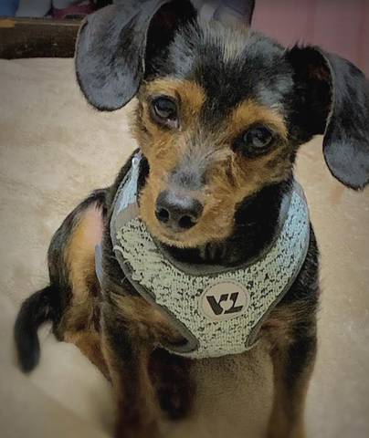 Buddy, adopted