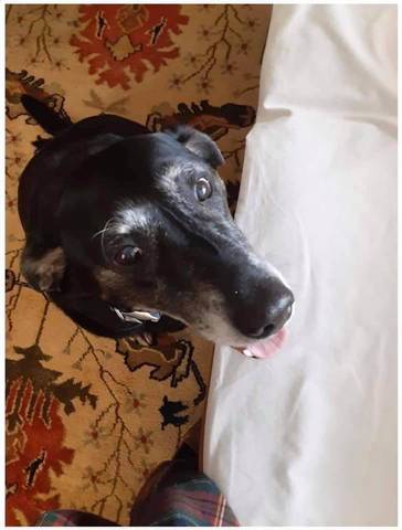 Lacy, adopted