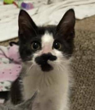 June Bug, adopted