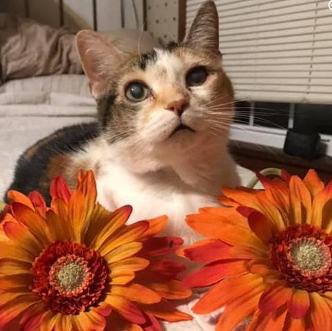 Chloe, adopted