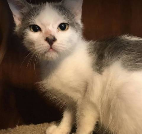 Cricket, adopted
