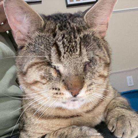 Finn, adopted