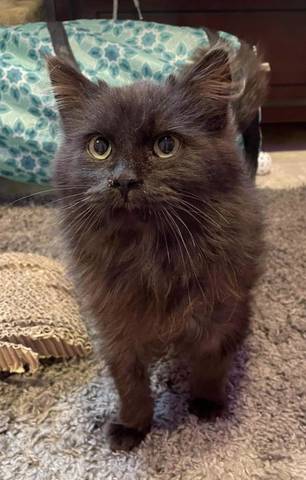 Gilbert, adopted