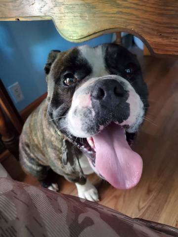 Derby, adopted