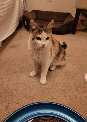 Dolly, adopted