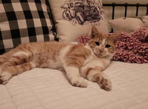 Wren, adopted