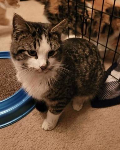 Chewie, adopted
