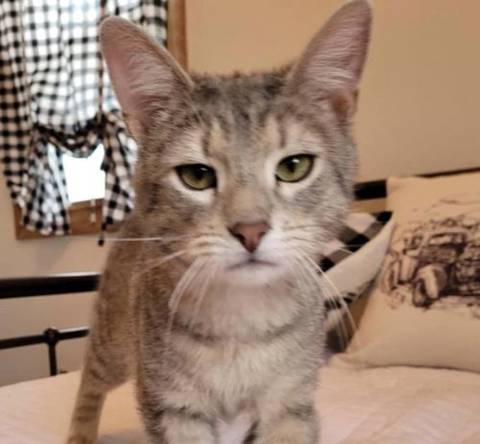 Howie, adopted