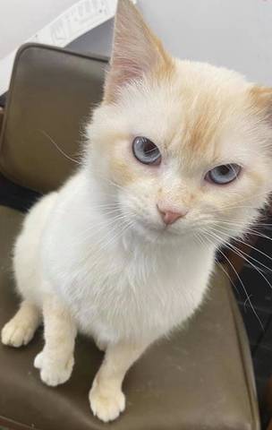 Popcorn, adopted
