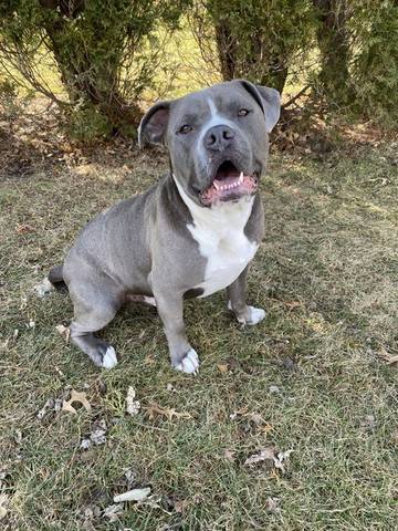 Loki, adopted