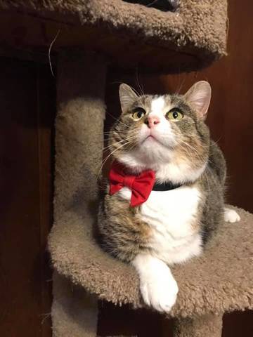 Tripp, adopted