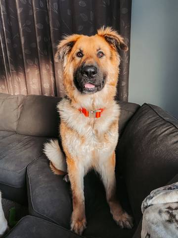 Benelli, adopted