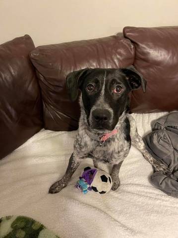 Stormi, adopted