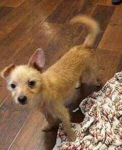 Flash, adopted