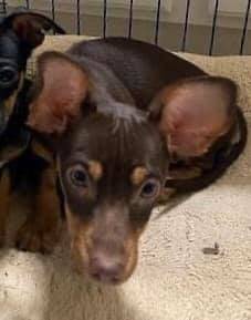 Rachel, adopted