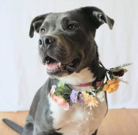CeCe, adopted