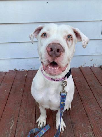 Penny, adopted