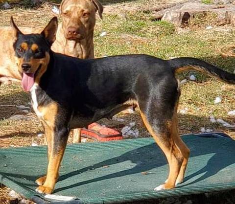 Star, adopted